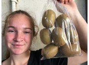 SUNGOLD KIWIFRUIT 1KG bag - BAY OF PLENTY GROWN